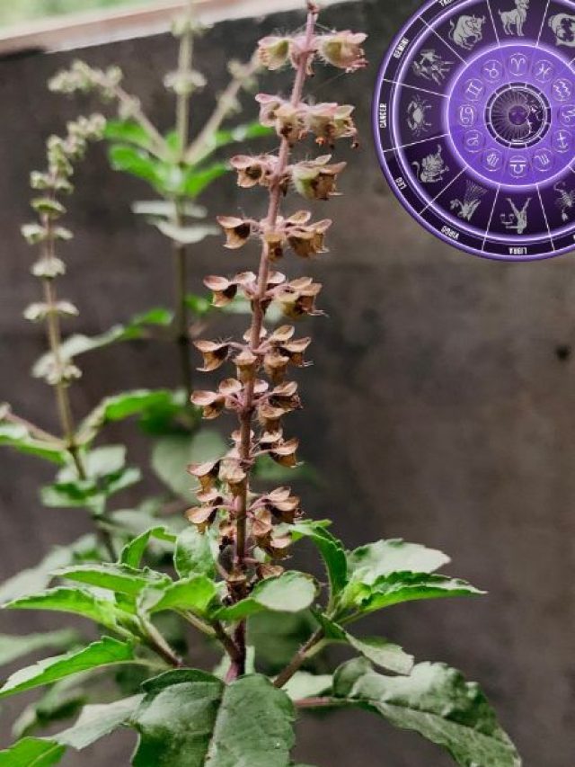 तुलसी विवाह से इन राशियों का शुरू होगा अच्छा समय, बनेगा ये शुभ संयोग