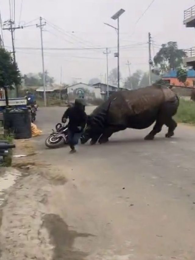Video: जब गुस्साए गैंडे ने किया बाइकर पर हमला, ऐसे बची जान