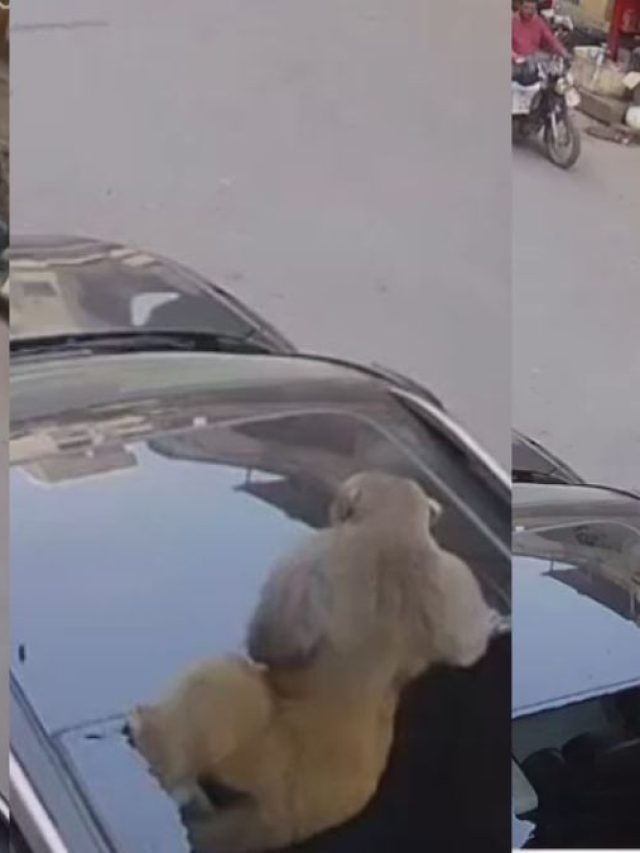 Video:लग्जरी कार पर गिरा बंदर, टूटा सनरूफ, फिर सही सलामत चलता बना