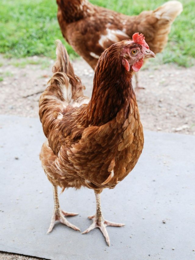 এই জাতের মুরগির মাংস সবচেয়ে সুস্বাদু ও পুষ্টিকর