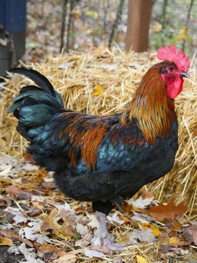 কেন ভোর হতেই ডাকে মোরগ, অনেক পন্ডিতও জানেন না