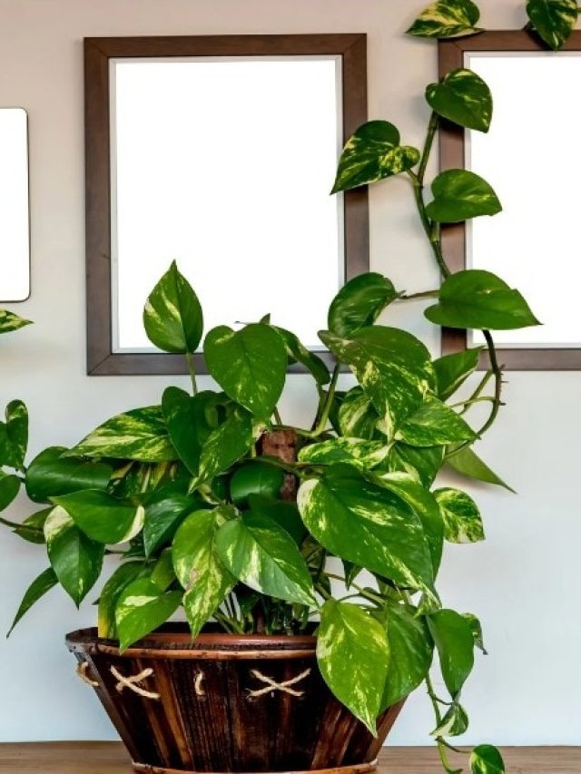 টাকা আসার বদলে চলে যাবে, মানি প্ল্যান্টের এক ভুলেই কাঙাল হবেন