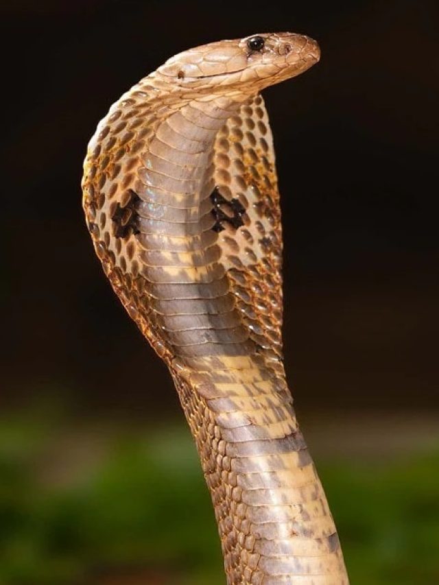 পুরুষদের মধ্যে থাকা প্রয়োজন সাপের এই গুণ, চাণক্যের নীতি