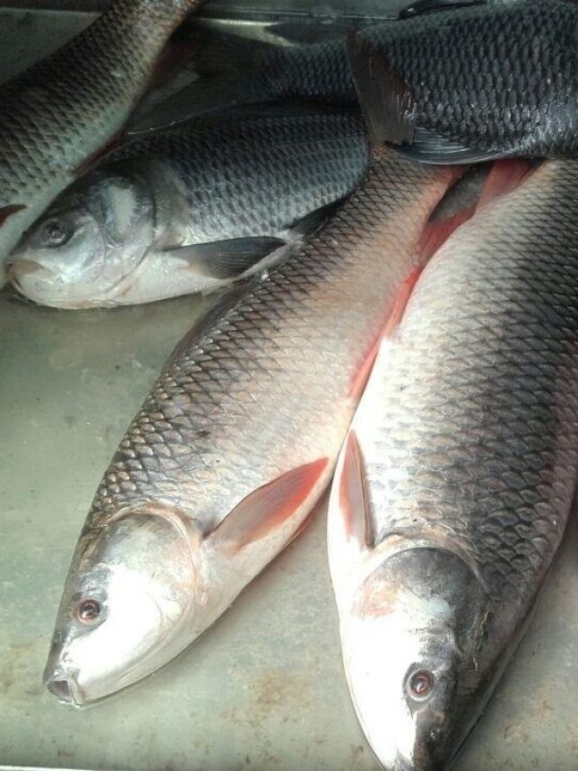 সব বাজারে চাহিদা তুঙ্গে, কিন্তু এই মাছগুলি মারাত্মক ক্ষতিকর