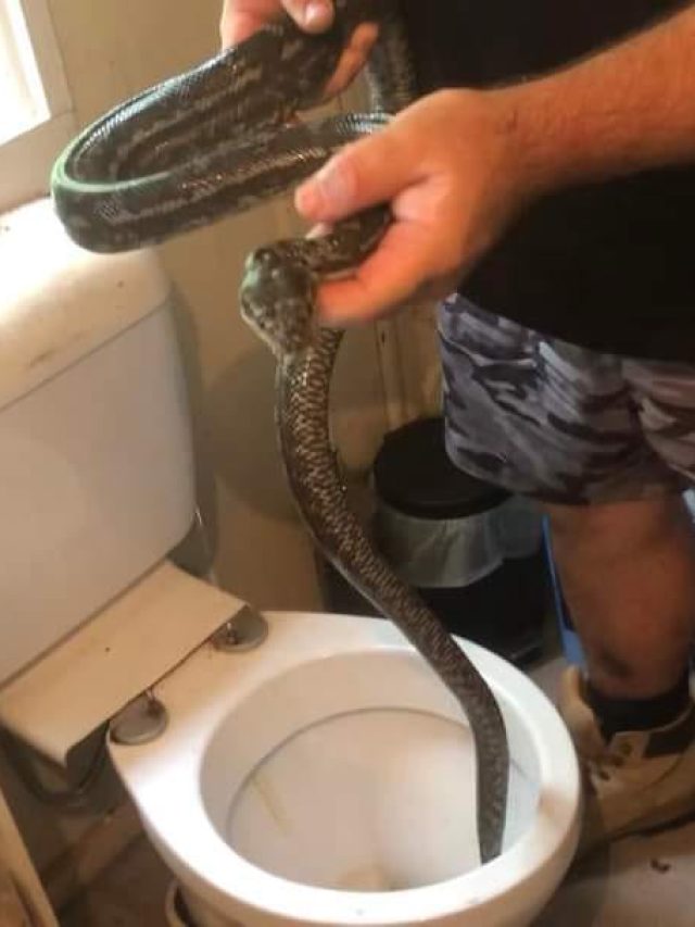हफ्ते में दो बार इस शख्स के टॉयलेट में आ गया विशाल अजगर, डरा देंगी ये तस्वीरें