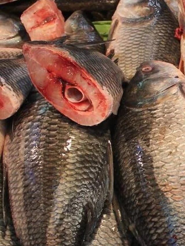 বাড়িতে আনার পর ক'দিন পর্যন্ত ফ্রিজে কাটা মাছ রেখে খেতে পারবেন?