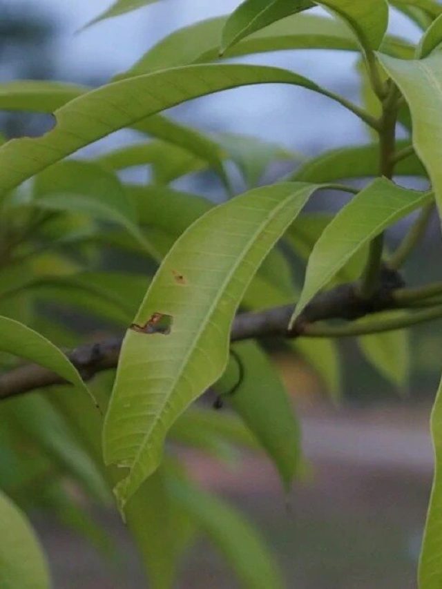 এই পাতা থেকে হতে পারে ভাগ্য বদল, কীভাবে করবেন ম্যাজিক?