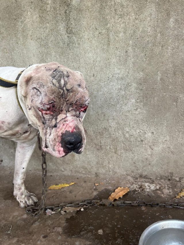 VIDEO: जब पिटबुल ने तेंदुए को खदेड़ा, सीसीटीवी में कैद हुआ मंजर