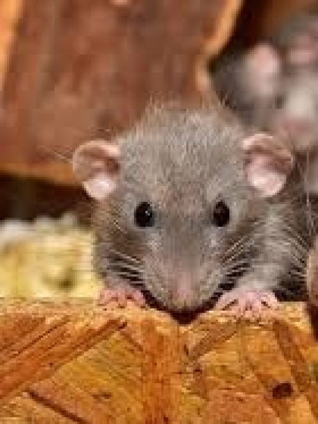 বাড়ির চৌহদ্দি মারাবে না, লেজ তুলে পালাবে ইঁদুরের বংশ; করুন এই কাজ