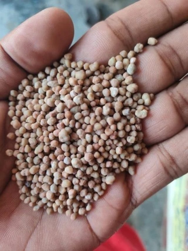 বাজারে বিক্রি হচ্ছে নকল DAP সার, রইল আসল সার চেনার টিপস