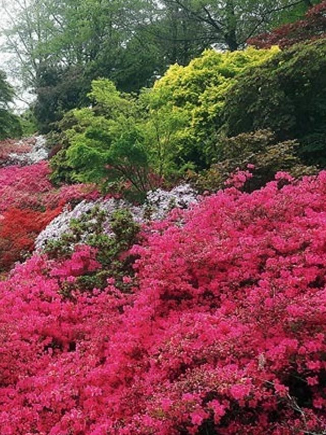 পলাশের চেয়েও নাকি সুন্দর! পাহাড়ের এই ফুলের টান এড়ানো যায় না