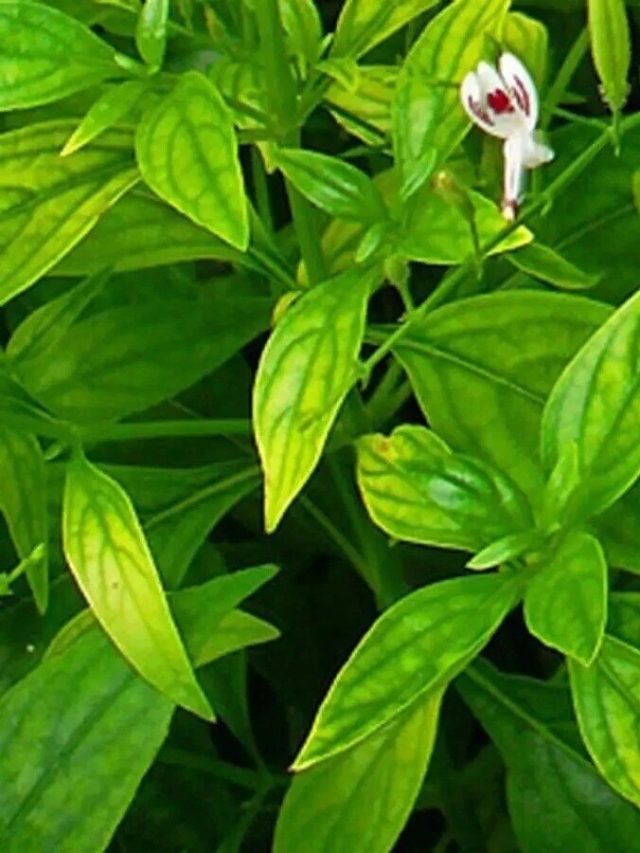 জীবনে বাড়িতে এই একটি গাছ লাগান,  পরিবারকে দিন সুখ-স্বাচ্ছন্দ