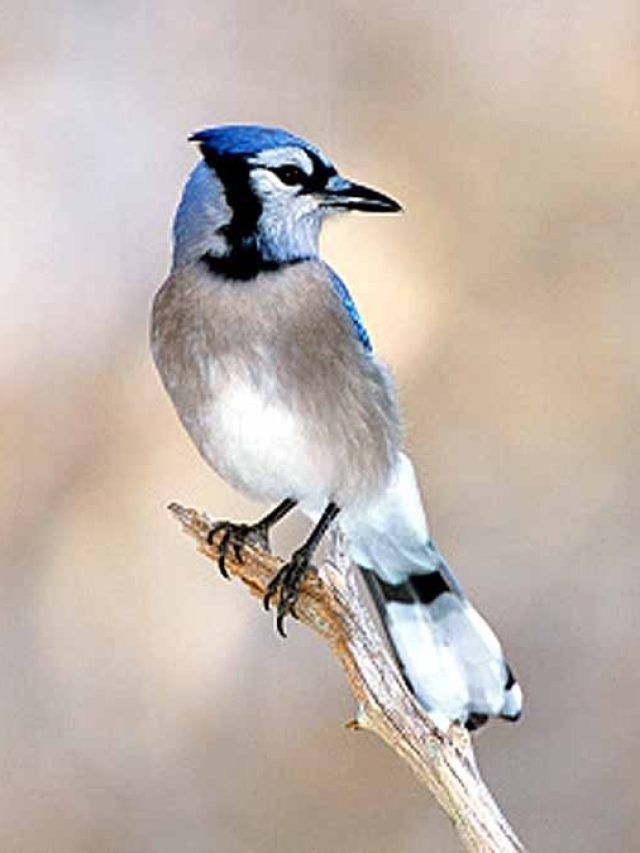 পাখির পায়খানা গায়ে পড়লে এসব হয়, জেনে রাখুন