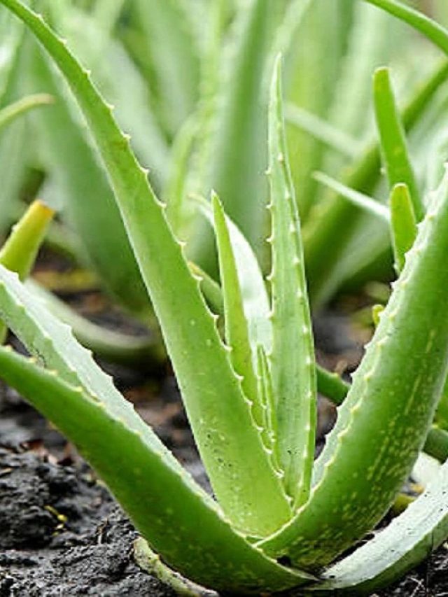 সুখ-টাকা উপচে পড়বে, অ্যালোভেরা গাছ রাখুন ঘরের এই কোণে