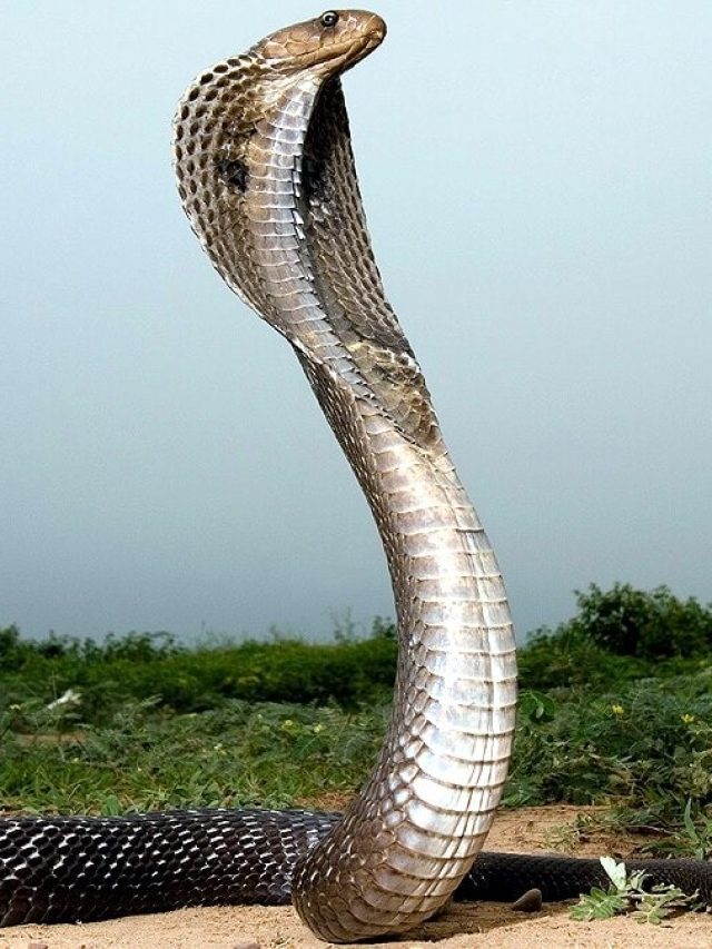 বাড়ির এসব জিনিস ঠিক ব্যবহার করলেই সাপ ঢুকবে না