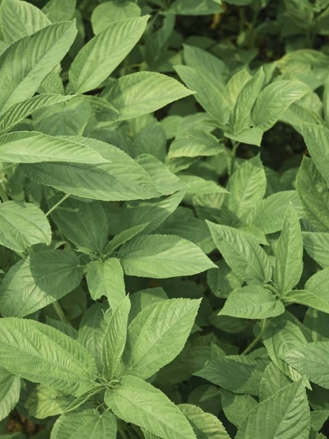 ৭০ বছরেও ঠিকরে বেরোবে যৌবন, পাতে রাখুন সস্তার এই শাক