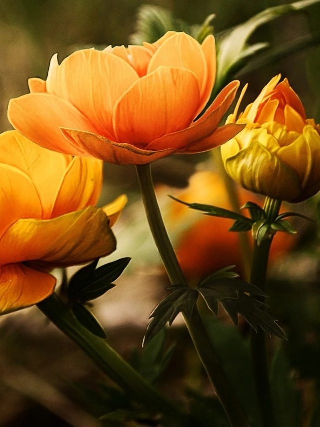 এই ফুলগাছগুলি সুগন্ধের সঙ্গে বাড়িতে আনে কাঁড়ি কাঁড়ি টাকা, লাগিয়েছেন?