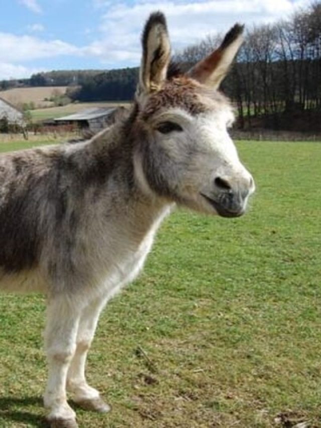 বোকাদের কেন গাধা বলে, আসল কারণ জানুন