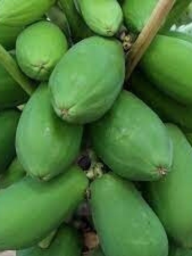 পেঁপে কাঁচা না পাকা কোনটা খেলে বেশি উপকার অনেকেই জানে না