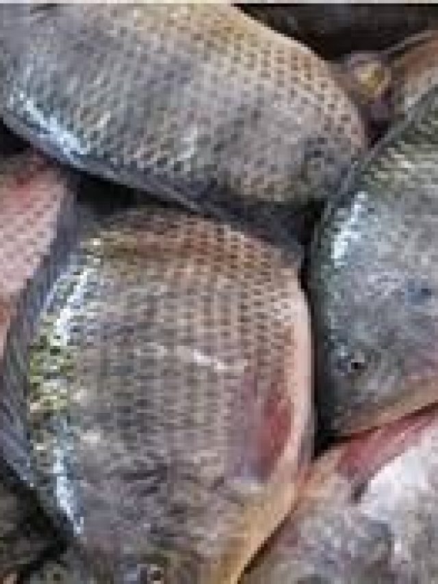 ব্যাপক জনপ্রিয় এই মাছগুলি, আসলে বিষ; খাওয়ার আগে সাবধান