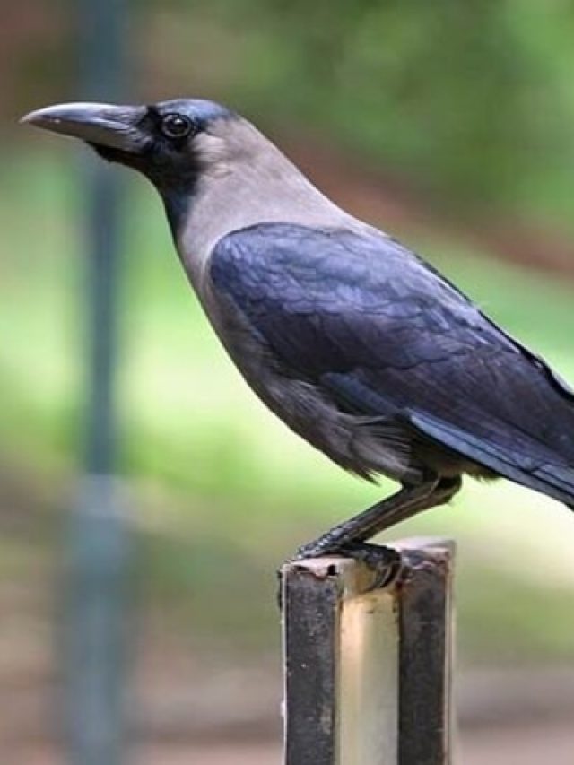 ঘরে কাক বসলেই এসব হবে, জেনে রাখুন