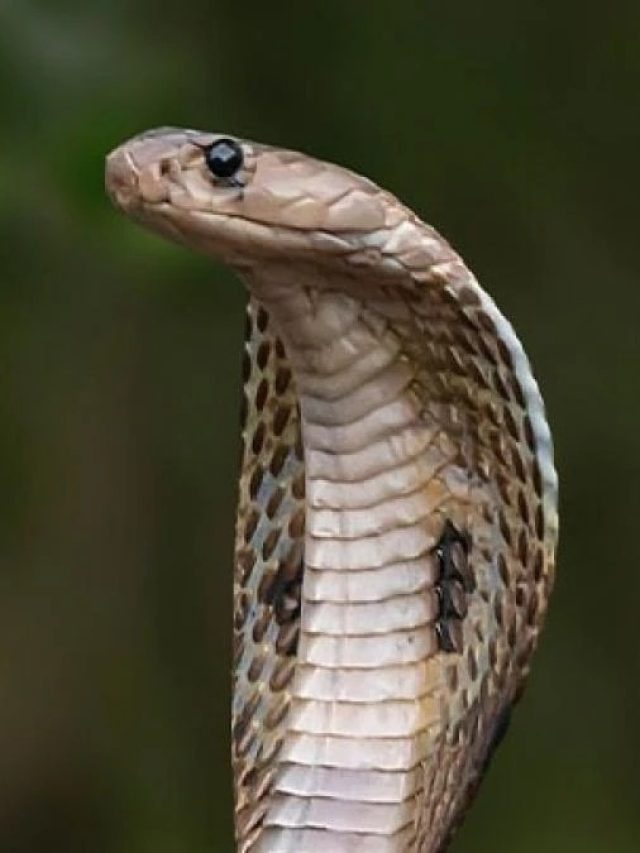 সাপের মাসি কাকে বলে? অনেকেরই জানা নেই