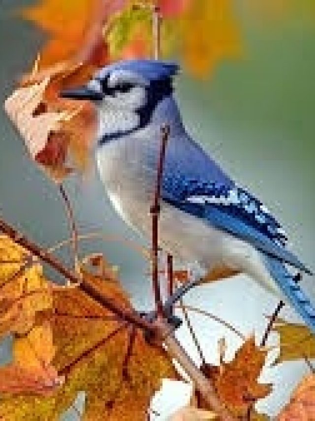 পাখি ঘরে ঢুকলে শুভ না অশুভ, কিসের ইঙ্গিত, জেনে রাখুন