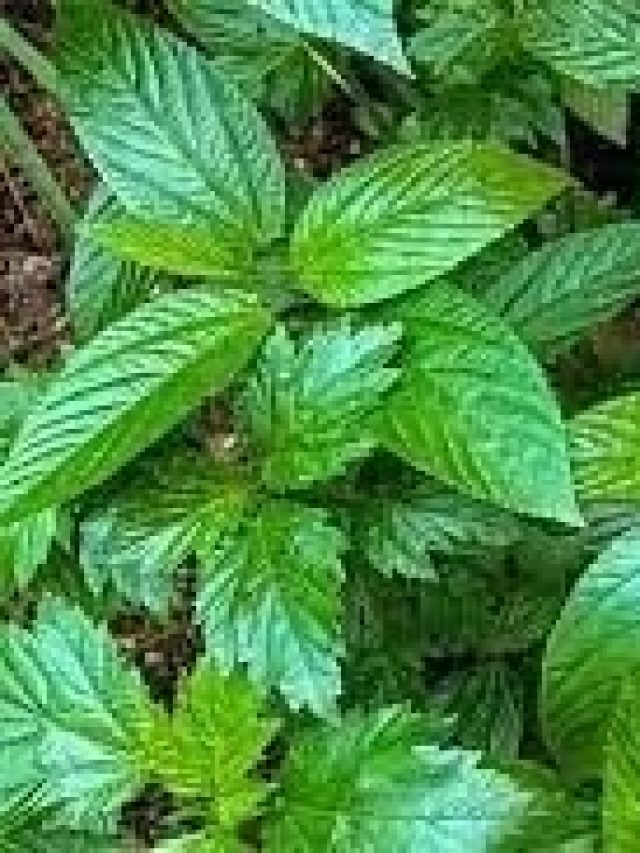 শীতে এই শাক খান, হড়হড় করে সাফ হবে কোষ্ঠ, অর্শেও মিলবে চরম আরাম