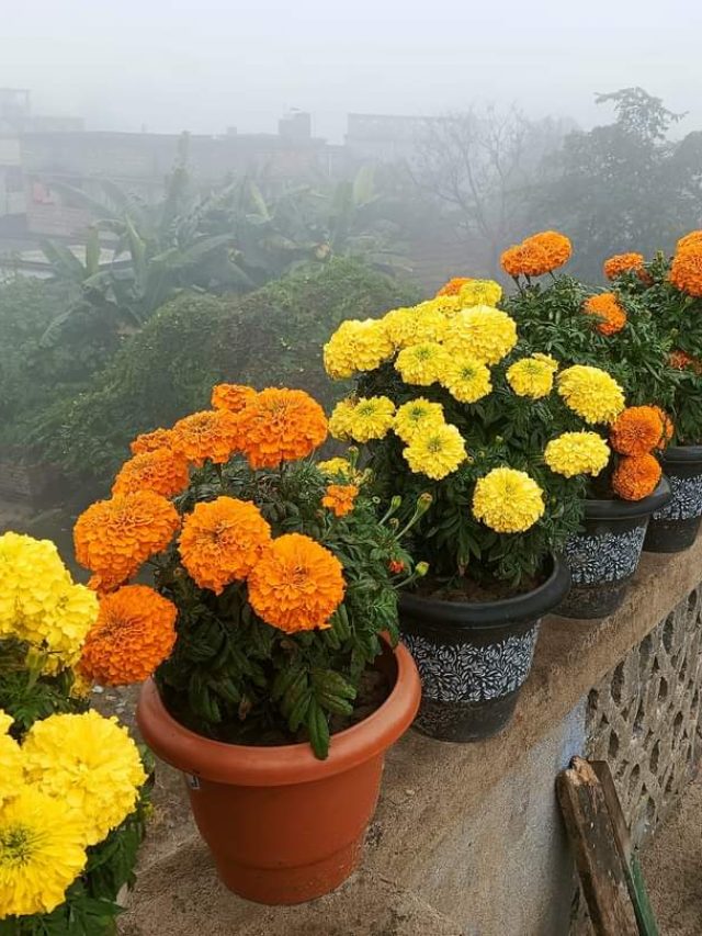 কতটা সর্ষের খোল-ক'দিন পচিয়ে ফুলগাছে দেবেন? জানুন নার্সারির সঠিক টিপস