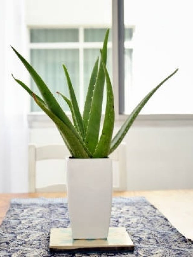 घर की इस दिशा में रख दें एलोवेरा का पौधा, दिन दूनी रात चौगुनी होगी तरक्की