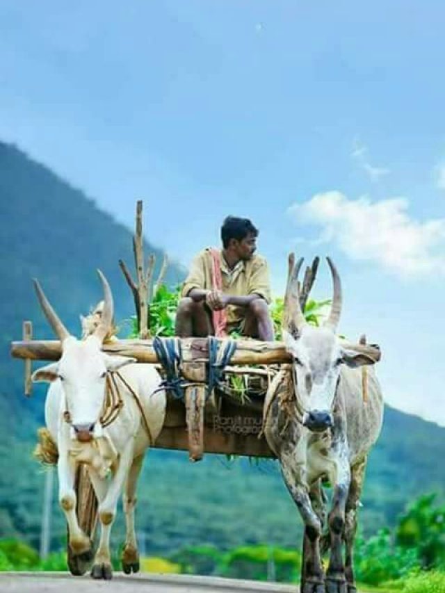 एक क्लिक में मिलेंगी खेती से जुड़ी जानकारी, गूगल को टक्कर देगा एग्रीकल्चर सर्च इंजन!