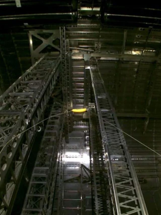 'Zero-gravity indicator': Why Elon Musk launched a banana into space?