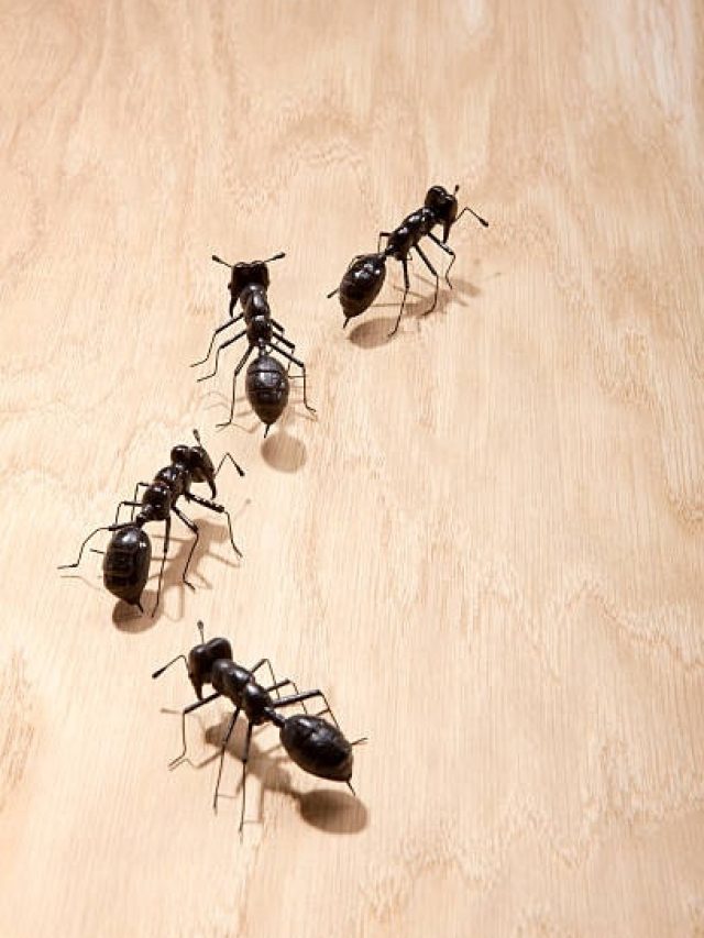 अमीर होने से पहले घर में दिखेंगे ये 2 संकेत, पैसों से भर जाएगी तिजोरी