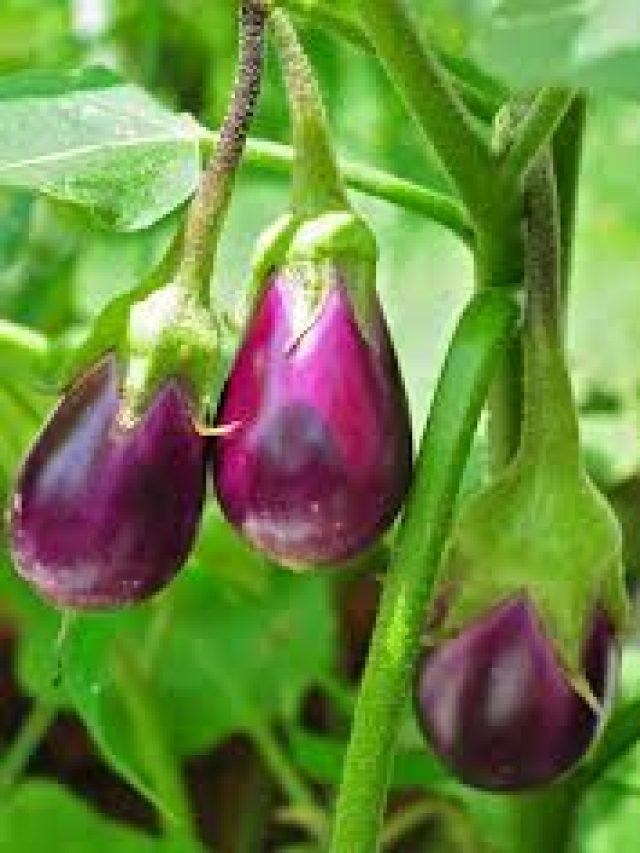 বেগুনের ইংরাজি কী? জানলে চুল ছিঁড়বেন শিক্ষিতরা