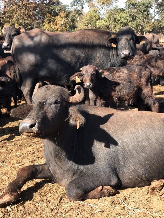 गाय-भैंस का भी किया जाएगा डोप टेस्ट, जानें कहां और कैसे कराएं