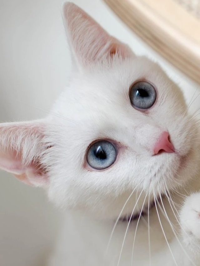 বাড়িতে যখন তখন সাদা বিড়াল আসছে, কীসের ইঙ্গিত জানেন?