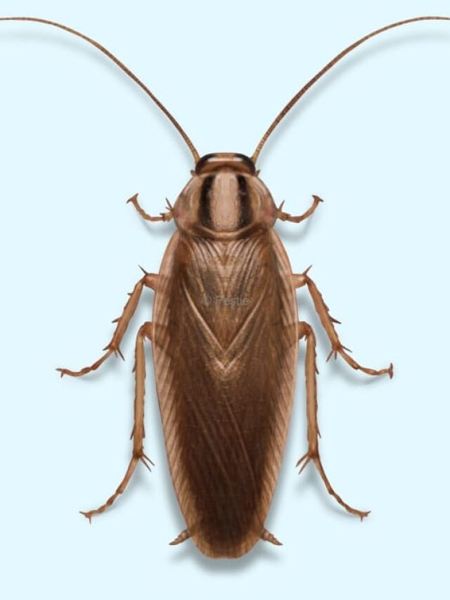 রান্নাঘরে বাড়ছে তেলাপোকার উৎপাত, এই পাতার গুঁড়োতেই পালাবে বাপধন