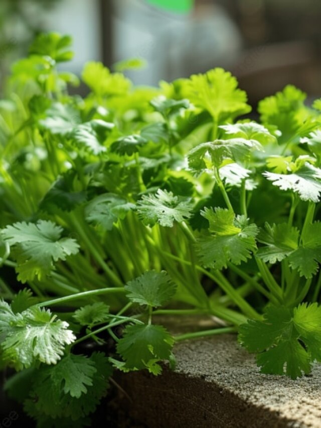 বছরভর ধনেপাতা পাবেন ফ্রিতে, এই শীতেই করুন এই সহজ উপায়