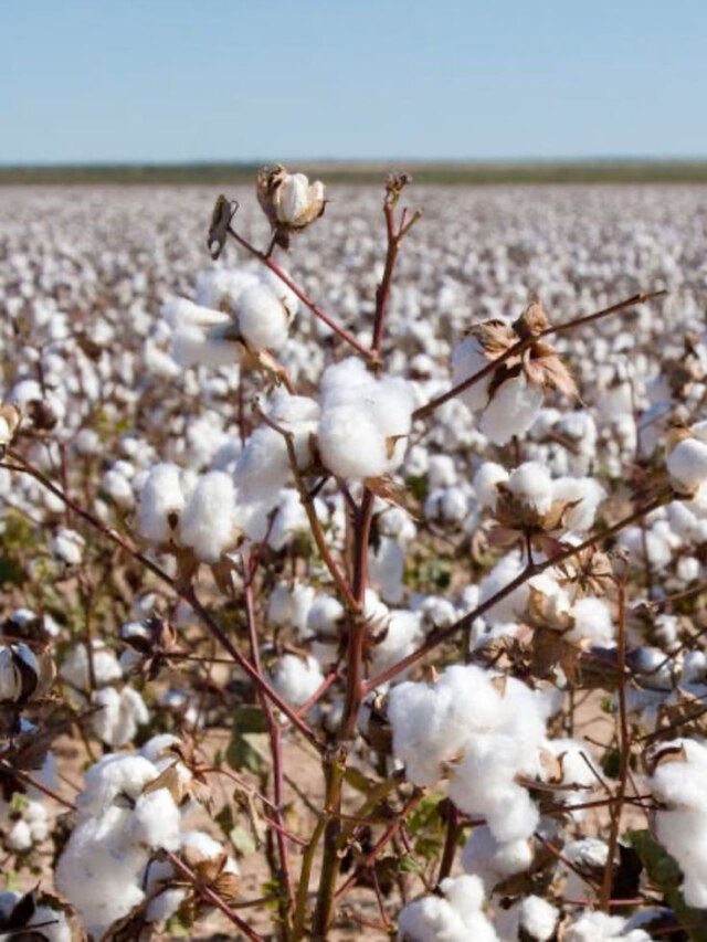 कपास के बारे में कितना जानते हैं आप? फटाफट दीजिए इन सवालों के जवाब