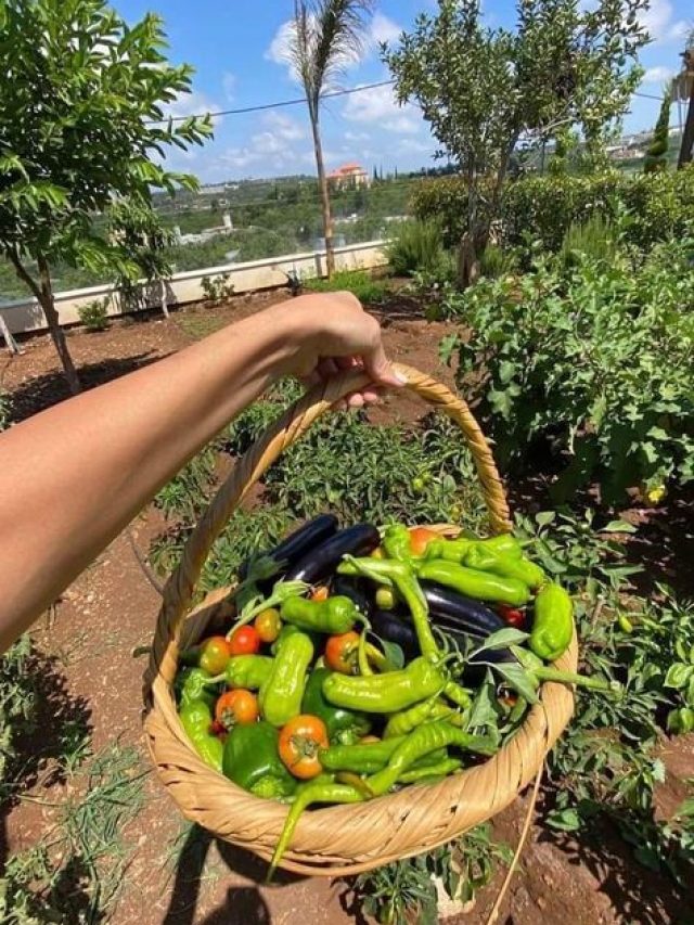 Gardening Tips: किचन गार्डन को बनाना है ऑर्गेनिक तो आजमाएं ये आसान टिप्स