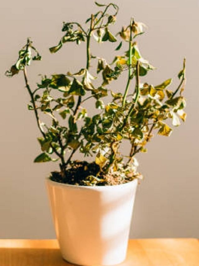 घर में ये 3 पौधे सूख जाएं तो समझ लें शुरू होने वाला है बुरा वक्त