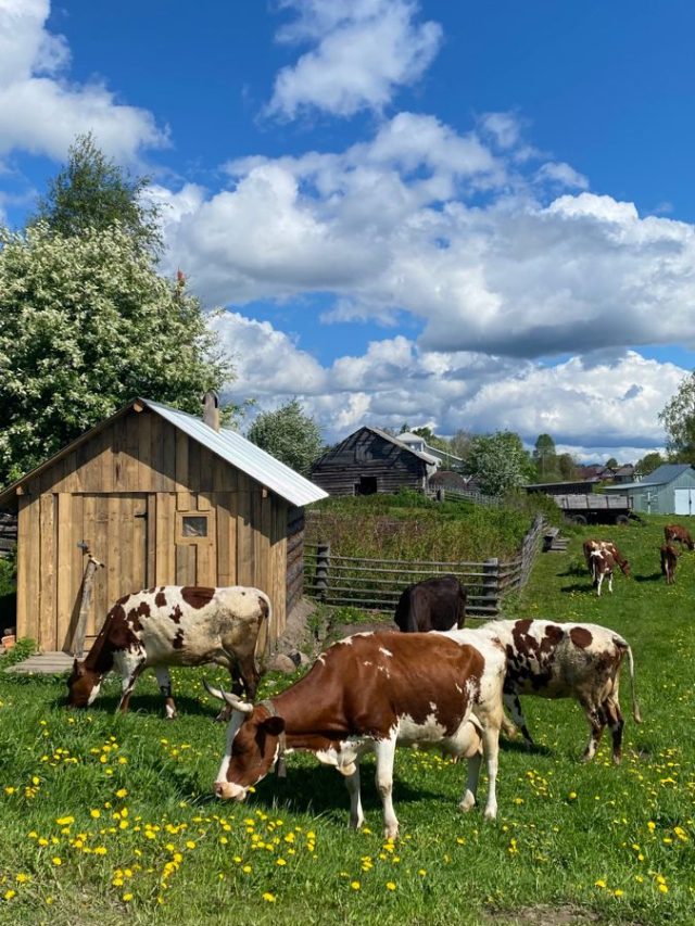 गाय पालकों को सरकार दे रही 30 हजार रुपये, ऐसे उठाएं योजना का लाभ