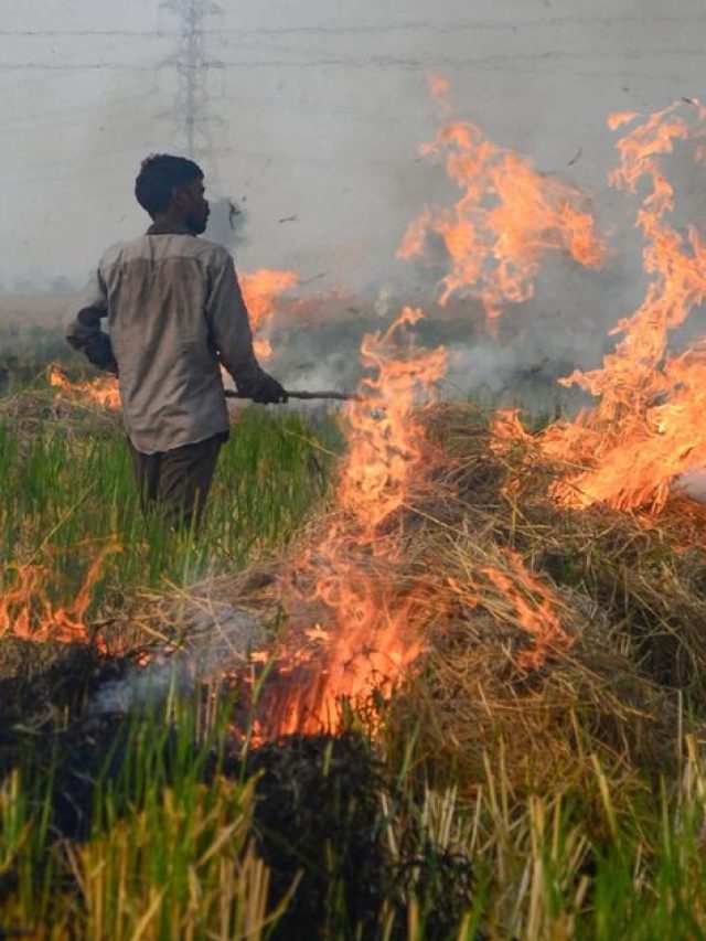 हरियाणा में पराली नहीं जलाने पर मिलेंगे 1000 रुपये, 30 नवंबर से पहले करें आवेदन