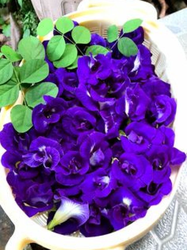 सर्दियों में भी सूखकर नहीं गिरेंगी अपराजिता के पौधे की पत्तियां, अपनाएं ये टिप्स