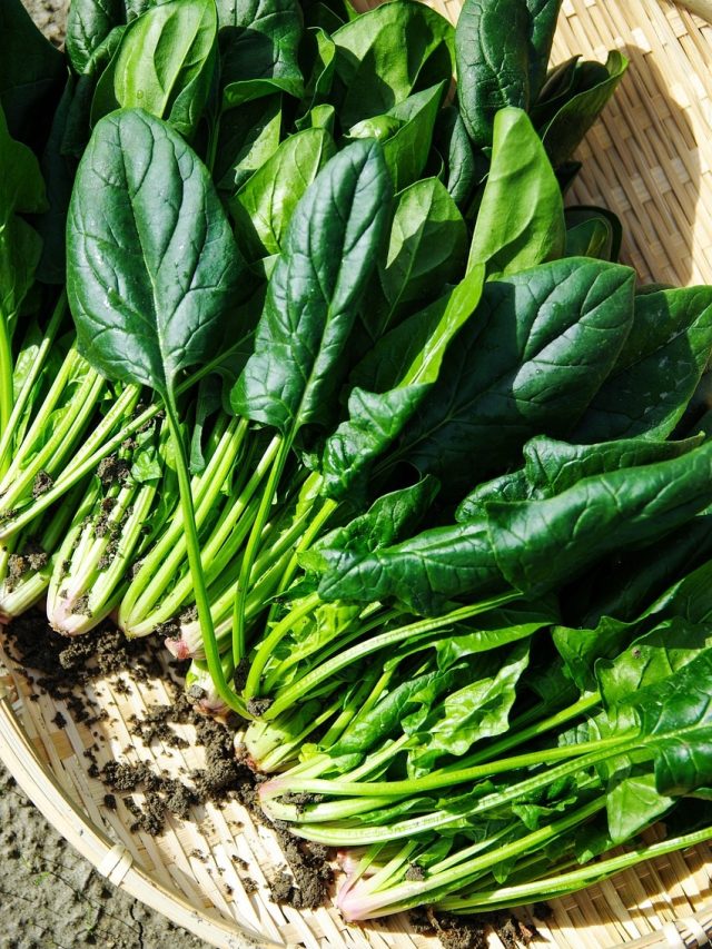 ধোয়ার পরও পালং শাকে মাটি-পোকা আটকে? এই ট্রিকসেই হবে মুশকিল আসান