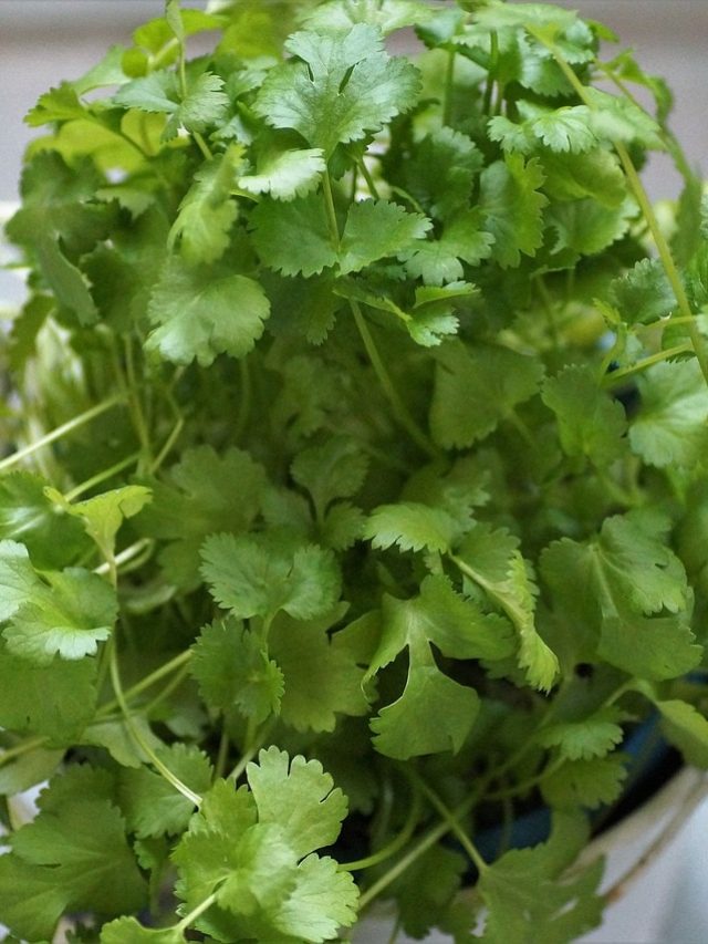 অবাধ্য ডায়াবেটিস থাকবে এক্কেবারে বশে, ধনেপাতা খান এই নিয়মে