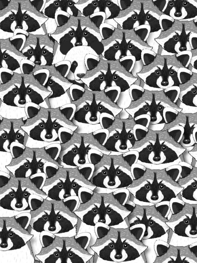 रैकून के झुंड के बीच छिपा है एक पांडा, 7 सेकंड में खोजने का चैलेंज करें ट्राई