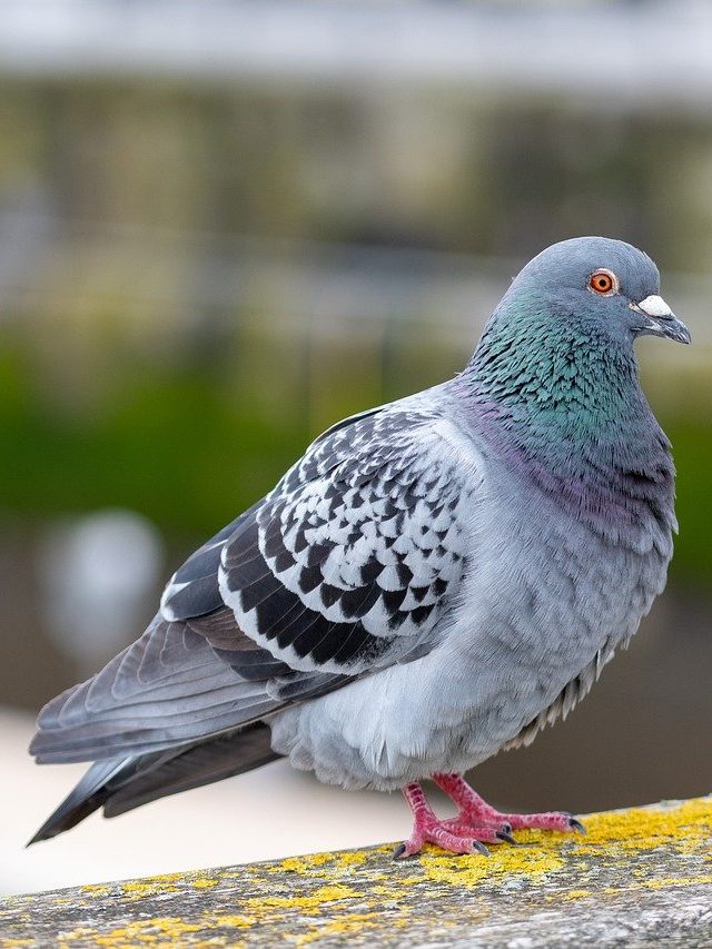 বাড়িতে পায়রা আসছে, শুভ না অশুভ? কীসের সংকেত