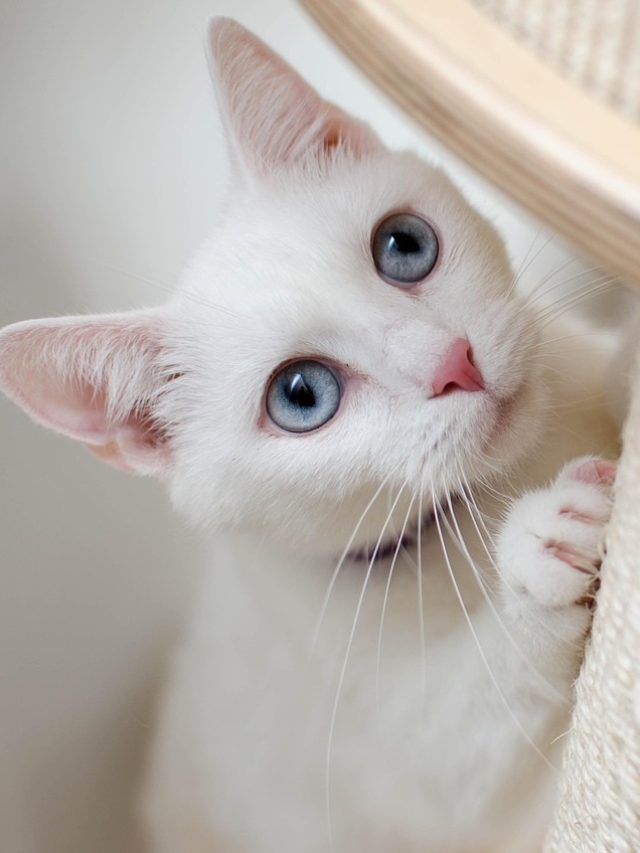 বাড়িতে হঠাৎ ঢুকে পড়েছে সাদা বিড়াল, কীসের ইঙ্গিত জানেন?