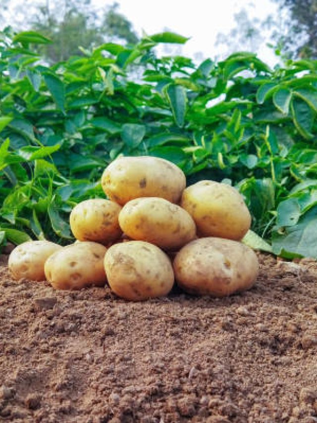 DAP নাকি ইফকো ১০-২৬-২৬, আলু জমিতে কোনটা ছড়ানো ভাল?